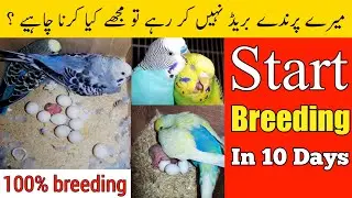 What to do if budgies and parrots do not breed | budgies breeding tips in Urdu/Hindi
