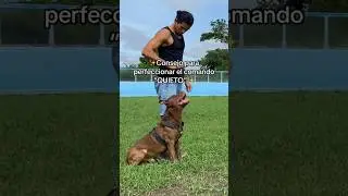 Perfecciona el comando QUIETO ✨👍🏽 #dog #pitbull #pets #adiestramiento