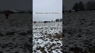 ❄️Kentucky snow on the farm🐮#cows #farmlife #countylife