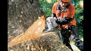 stump grinding Buccan Is Now stump grinding Buccan