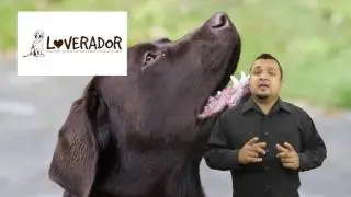 Help!  What should I do about my Labrador&rsquo;s Barking?