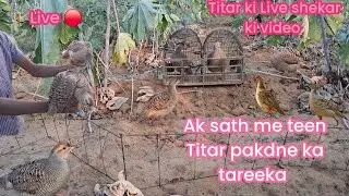 Ak sath me Teen Titar pakdne ka tareeka Live Jangali Titar pakdne ka tareeka 