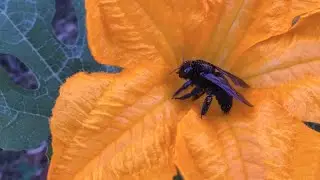 Beautiful Giant Carpenter Bee Pollinating my Pumpkin Vines