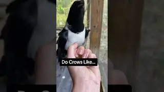 Do Crows Like Plums?