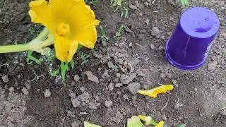 Revenge of the Giant Pumpkin EP 3