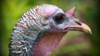 Stanley Park Wild Turkey Summer, Kitchener Canada