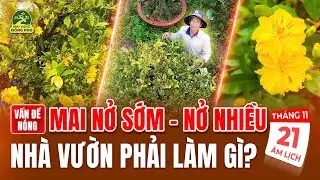 VẤN ĐỀ NÓNG: MAI NỞ SỚM – NỞ NHIỀU LÚC NÀY I NHÀ VƯỜN PHẢI LÀM GÌ?