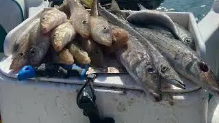 Perth whiting and snapper 
