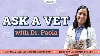 Common Cat Questions EXPLAINED l E04