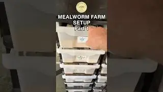 ПРОСТАЯ СБОРКА ФЕРМЫ ПО РАЗВЕДЕНИЮ МУЧНЫХ ЧЕРВЯКОВ! Ч1 #мучныечерви #фермапоразведениюмучныхчерве...