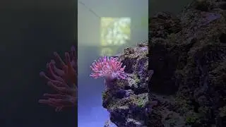 #reeflife #anemone #reefkeeper #aquarium #dorisfish #pezcirujano