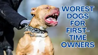 Worst Dog Breeds for First-Time Owners: Beware of These Challenging Pups! 😬🐶