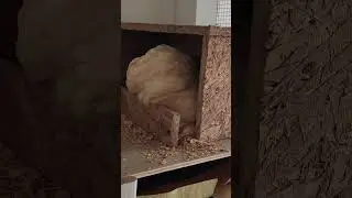Война гнездовых ящиков!
