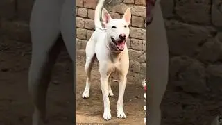 dog sound dog barking loud #shorts Dog sound||dog barking ||#shorts #dogbarking #viralshorts