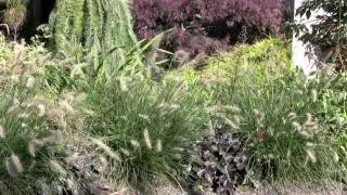 Ornamental Grass Garden Design
