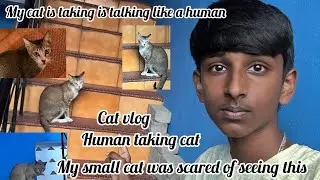 My cat is human ✌️talking in human voice shocking video ✨😍| my small cat was scared 😱