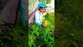 #tea #garden #workers #viral #video
