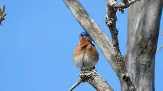Merlebleu de l'Est - Eastern Bluebird - Sialia sialis