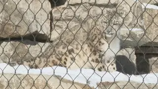 Winter at the New Zoo and Adventure Park in Suamico: Keeping Animals Warm and Active