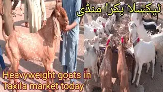 Today latest update Taxila mandi 31 October 2025 !! Haripur animals tv
