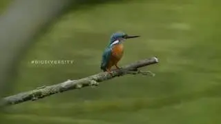 Supporting biodiversity of the Czech countryside