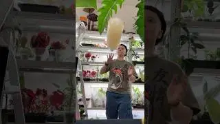 А как вы обрабатываете растения актарой? #цветочнаяклептомания #экзотическиерастения #юмор #спортзал