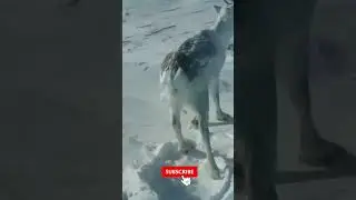 How does a deer sleep in the tundra in winter