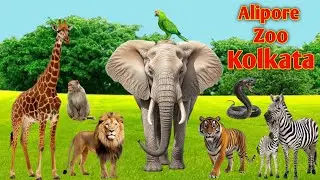 Zoo Of Kolkata || कोलकाता का चिड़ियाघर || Vibes King Pawan