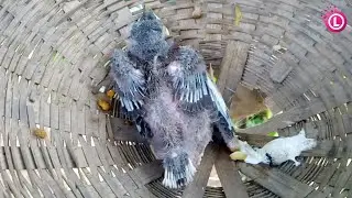 Rescuing New Born Bird, Saving a Baby Bird, Rescue Mission | Our Lifestyle