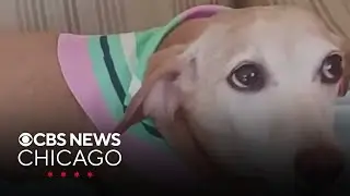 Missing service dog reunited with blind owner in Logan Square