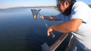 Last Trout Stocking at Fin N Feather, Lake Palmdale