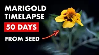 Growing French Marigold 🌼 Seed to Bloom in 50 Days