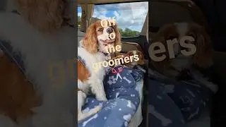 Off to the groomers! #campervanningwithcavaliers #doggroomers #washandbrushup #doglife #smartdogs