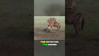 Social Hierarchy of Hyena Clans Unveiling their Matriarchal System #animals  #nature #wildlife