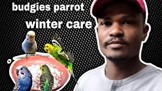 Budgies parrot winter care 👌/ budgies birds ko sardi mein kya diet De 