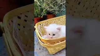 Cute kitten🧿 #short #shorts #cat #youtubeshorts #explore #youtubeshort #like #shortvideo