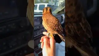 Another viral falconry video! Golden hour starling slips with Churro the American Kestrel💛