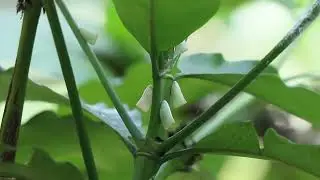 Hama Wereng Sanurus Indecora Pada Tanaman Kopi (Imago)