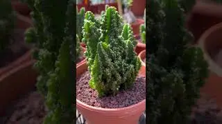 Cereus tetragonus 