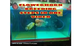 Flowerhorn breeding steps in one video