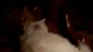The Lost Videos Of Booger: Cat's Sleepin