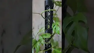 MossPole   Video