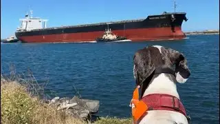 Great Dane Meets Gigantic Coal Ship | Newcastle Harbour Adventure