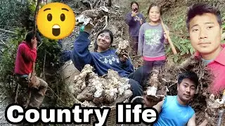 After 10 years going for  Digging wild yam// Recall Childhood life / country life