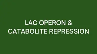 Lac Operon & Catabolite Repression