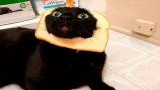 Animal Fails of the Week 4 November 2016 - Animal Fails Compilation 2016