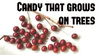 Hackberry: Candy that grows on trees - Weird Fruit Explorer Ep 269
