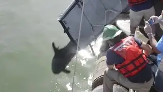 Pygmy Killer Whales Released