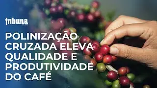 Cross-pollination improves coffee quality and productivity.