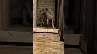 БОЛЬШАЯ ЖЕНЩИНА И МАРШАЛ 🔥🔥👌САО АЛАБАЙ
